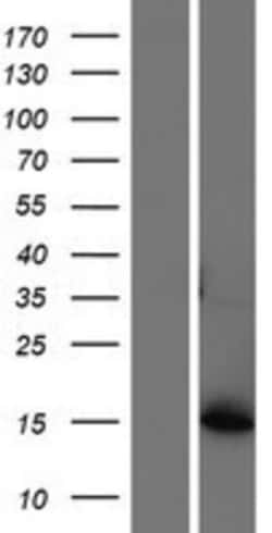 Novus Biologicals&trade;&nbsp;AKR1CL1 Overexpression Lysate