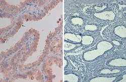 AKT1, p Ser473 Antibody (17F6.B11), Biotin, Novus Biologicals 0.05mg; Biotin:Antibodies,