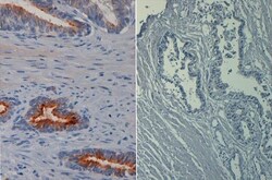 AKT1, p Ser473 Antibody (17F6.B11), Biotin, Novus Biologicals 0.05mg; Biotin:Antibodies,