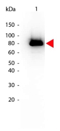 AKT1, p Ser473 Antibody (17F6.B11), Biotin, Novus Biologicals 0.05mg; Biotin:Antibodies,