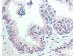 AKT1, p Ser473 Antibody (17F6.B11), Novus Biologicals 0.1mg; Unlabeled:Antibodies,