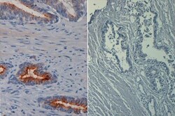 AKT1, p Ser473 Antibody (17F6.B11), Novus Biologicals 0.1mg; Unlabeled:Antibodies,