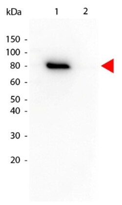 AKT1, p Thr308 Antibody (18F3.H11), Biotin, Novus Biologicals 0.05 mg | Buy Online | Novus Biologicals | Fisher Scientific