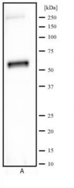 AKT1 Antibody (3A3), Novus Biologicals 0.1mL; Unlabeled:Antibodies, Monoclonal