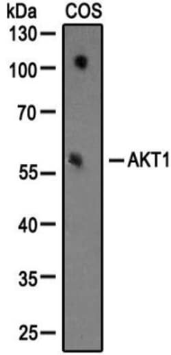 AKT1 Antibody (3A3), Novus Biologicals 0.1mL; Unlabeled:Antibodies, Monoclonal