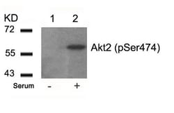 AKT2, p Ser474 Antibody, Novus Biologicals:Antibodies:Primary Antibodies