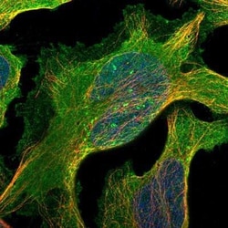 AKT3 Antibody, Novus Biologicals 25 &mu;L; Unlabeled:Antibodies, Polyclonal