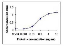 Albumin Antibody - BSA Free, Novus Biologicals&trade;