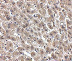Albumin Antibody - BSA Free, Novus Biologicals 0.1mg; Unlabeled:Antibodies,