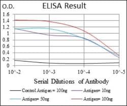 ALCAM/CD166 Antibody (4H9A5) - BSA Free, Novus Biologicals:Antibodies:Primary