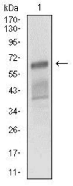 ALCAM/CD166 Antibody (4H9A5) - BSA Free, Novus Biologicals:Antibodies:Primary