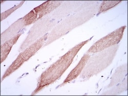 ALCAM/CD166 Antibody (5B3) - BSA Free, Novus Biologicals 0.1mL; Unlabeled:Antibodies,