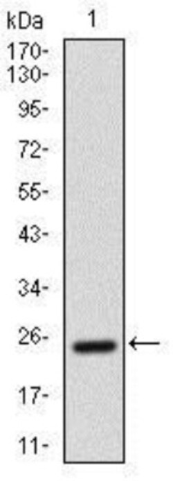 ALCAM/CD166 Antibody (5B3) - BSA Free, Novus Biologicals 0.1mL; Unlabeled:Antibodies,