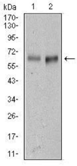 ALCAM/CD166 Antibody (5B3) - BSA Free, Novus Biologicals 0.1mL; Unlabeled:Antibodies,