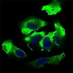 ALCAM/CD166 Antibody (8E12C7) - BSA Free, Novus Biologicals:Antibodies:Primary