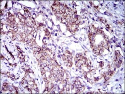 ALCAM/CD166 Antibody (8E12C7) - BSA Free, Novus Biologicals:Antibodies:Primary