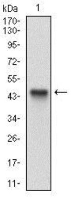 ALCAM/CD166 Antibody (8E12C7) - BSA Free, Novus Biologicals:Antibodies:Primary