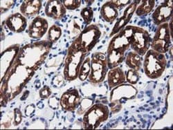 ALDH1L1 Antibody (OTI3D2), Novus Biologicals 0.1mL; Unlabeled:Antibodies,