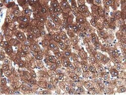 ALDH1L1 Antibody (OTI3D2), Novus Biologicals 0.1mL; Unlabeled:Antibodies,