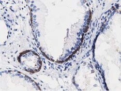 ALDH1L1 Antibody (OTI3D2), Novus Biologicals 0.1mL; Unlabeled:Antibodies,