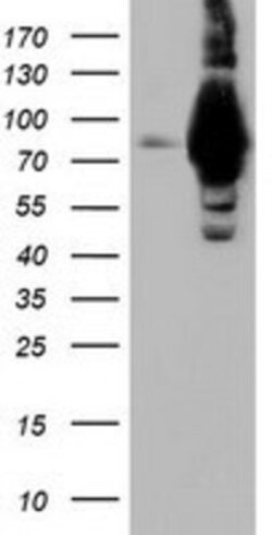 ALDH1L1 Antibody (OTI3D2), Novus Biologicals 0.1mL; Unlabeled:Antibodies,