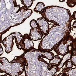 Alkaline Phosphatase/ALPP Antibody, Novus Biologicals:Antibodies:Primary