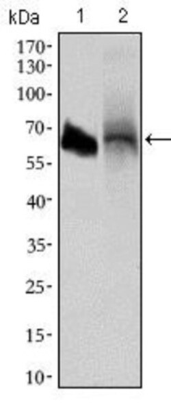 Alkaline Phosphatase, Intestinal Antibody (3B10E7) - BSA Free, Novus Biologicals:Antibodies:Primary