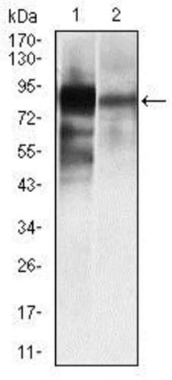Alkaline Phosphatase, Tissue Non-Specific Antibody (2F4) - BSA Free, Novus