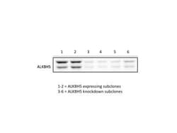 ALKBH5 Antibody, Novus Biologicals:Antibodies:Primary Antibodies