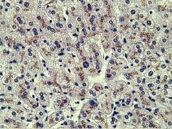 alpha-Fetoprotein/AFP Antibody (OTI2A9), Novus Biologicals 0.1mL; Unlabeled:Antibodies,