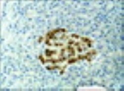 alpha 1 Mannosidase 1A Antibody, Novus Biologicals 0.1mL; Unlabeled:Antibodies,