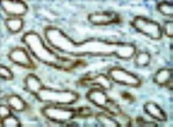 alpha 1 Mannosidase 1A Antibody, Novus Biologicals 0.1mL; Unlabeled:Antibodies,