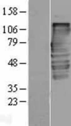 Novus Biologicals&trade;&nbsp;alpha-Taxilin Overexpression Lysate