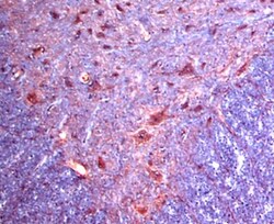 alpha-2C Adrenergic R/ADRA2C Antibody - BSA Free, Novus Biologicals 0.1