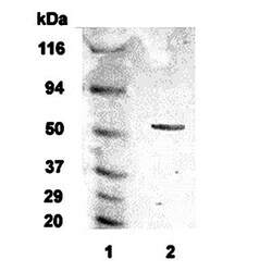 alpha-2C Adrenergic R/ADRA2C Antibody - BSA Free, Novus Biologicals 0.1