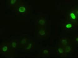 alpha-Actinin 1 Antibody (OTI7A4), Novus Biologicals 0.1mL; Unlabeled:Antibodies,