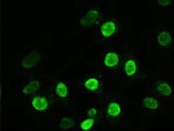 alpha-Actinin 1 Antibody (OTI7A4), Novus Biologicals 0.1mL; Unlabeled:Antibodies,