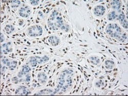 alpha-Actinin 1 Antibody (OTI7A4), Novus Biologicals 0.1mL; Unlabeled:Antibodies,