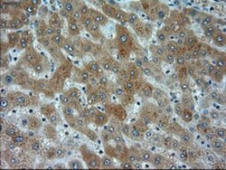 alpha-Actinin 1 Antibody (OTI7A4), Novus Biologicals 0.1mL; Unlabeled:Antibodies,