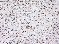 alpha-Actinin 1 Antibody (OTI7A4), Novus Biologicals 0.1mL; Unlabeled:Antibodies,
