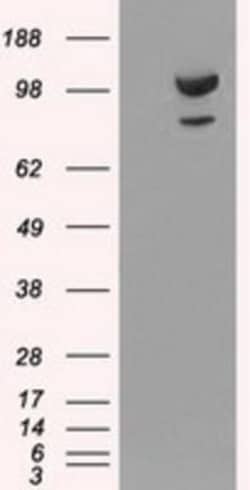 alpha-Actinin 1 Antibody (OTI7A4), Novus Biologicals 0.1mL; Unlabeled:Antibodies,