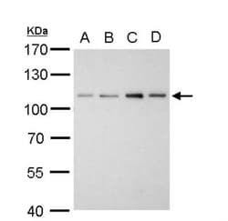 Alpha Actinin 2 Antibody, Novus Biologicals 0.1mL; Unlabeled:Antibodies,
