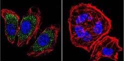 alpha Adaptin Antibody (AP6) - BSA Free, Novus Biologicals 0.1mL; Unlabeled:Antibodies,