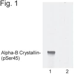 AlphaB Crystallin/CRYAB, p Ser45 Antibody - BSA Free, Novus Biologicals:Antibodies:Primary