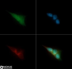 AlphaB Crystallin/CRYAB Antibody, Novus Biologicals 0.025 mL | Buy Online | Novus Biologicals | Fisher Scientific