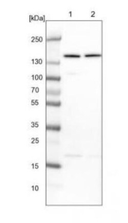 alpha COP I Antibody, Novus Biologicals 25 &mu;L; Unlabeled:Antibodies,