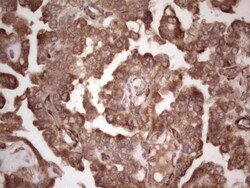 alpha Desmuslin Antibody (OTI7H6), Novus Biologicals 0.1mL; Unlabeled:Antibodies,