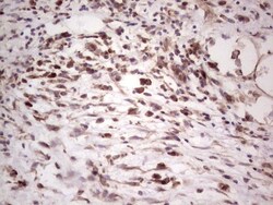 alpha Desmuslin Antibody (OTI7H6), Novus Biologicals 0.1mL; Unlabeled:Antibodies,