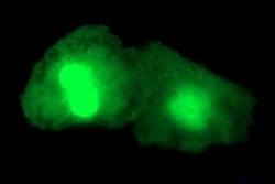 Alpha-parvin/Actopaxin Antibody (OTI1C10), Novus Biologicals 0.1mL; Unlabeled:Antibodies,