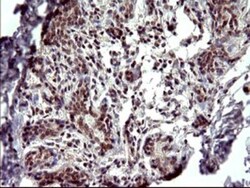 Alpha-parvin/Actopaxin Antibody (OTI1C10), Novus Biologicals 0.1mL; Unlabeled:Antibodies,